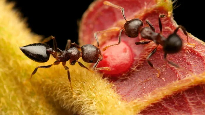 Tropičtí mravenci