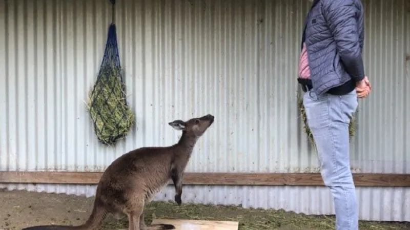 Interakce klokana s člověkem