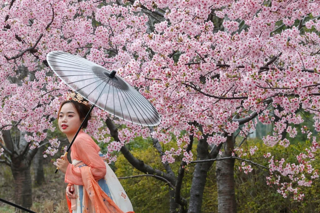 Šanghajský festival rozkvetlých třešní