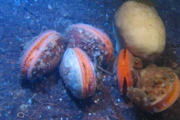 Zákaz vlečných sítí vrací život do oceánu