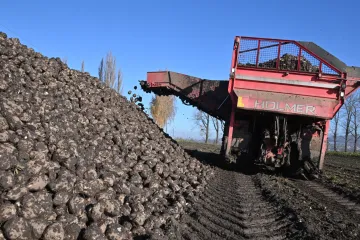 Letošní sklizeň řepy zkomplikovalo deštivé počasí. Úroda je zřejmě průměrná, ale horší kvality