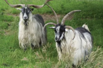 Vědci rozluštili záhadu, proč mají některé kozy a ovce čtyři rohy. Může za to mutace jediného genu