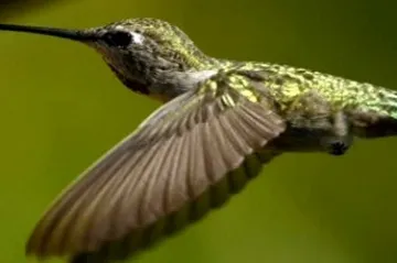 Kolibříci vzorem pro letadla. Umí nemožné!