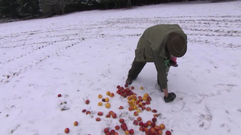 Návštěvníci jelenům přinášejí jablka