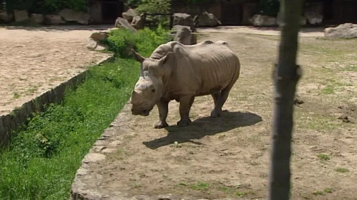 Zoologická zahrada ve Dvoře Králové povolí autům vjezd do tamního afrického safari.