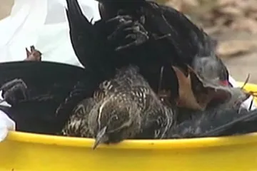 Kosy padající z nebe asi zabil ohňostroj