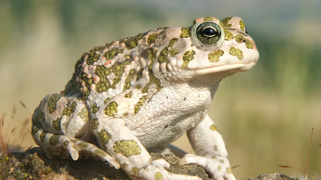 Ropucha zelená