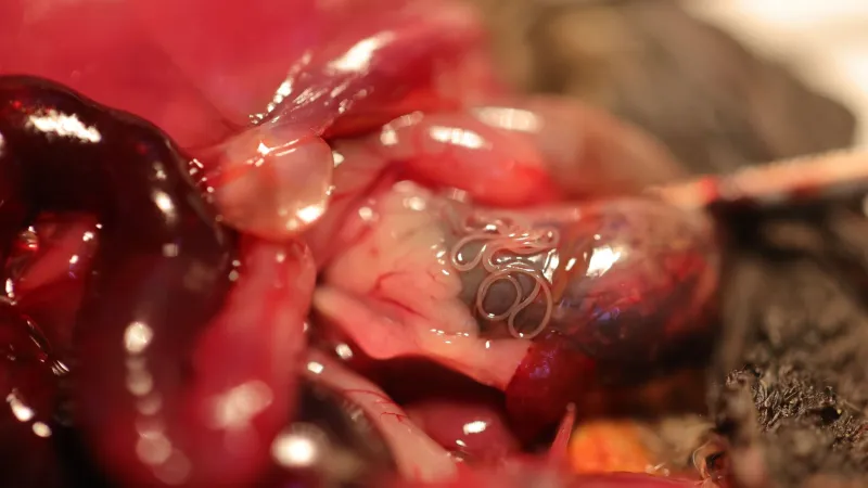 Nově objevený parazit v těle netopýra