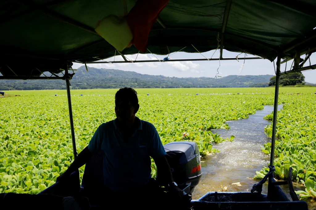 Nádrž pokrytá vodním salátem v salvadorském městě Suchitoto