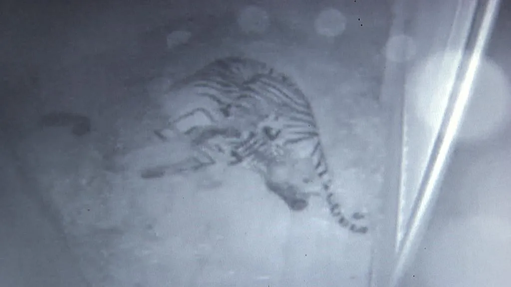 Pražská zoo má dvě mláďata tygra sumaterského