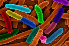 Zlínští vědci můžou zbavit nemocnice bakterií