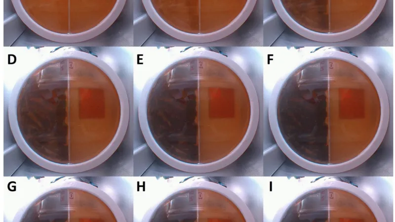 Množení plísně Cladosporium sphaerospermum na ISS