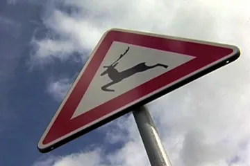 Osm tisíc srážek se zvěří za půl roku. Kolem půlnoci a brzy ráno je riziko nejvyšší