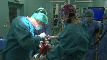 Chirurgický tým z Fakulty veterinárního lékařství VFU operuje koleno fenky Dominy