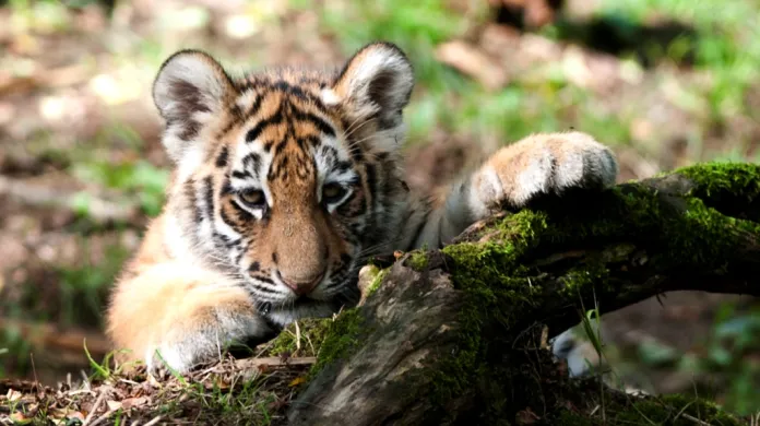 Mládě tygra ussurijského ze zlínské zoo