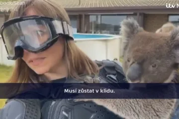 Novinářku napálil vlastní štáb, ukázal jí údajně vraždícího koalu