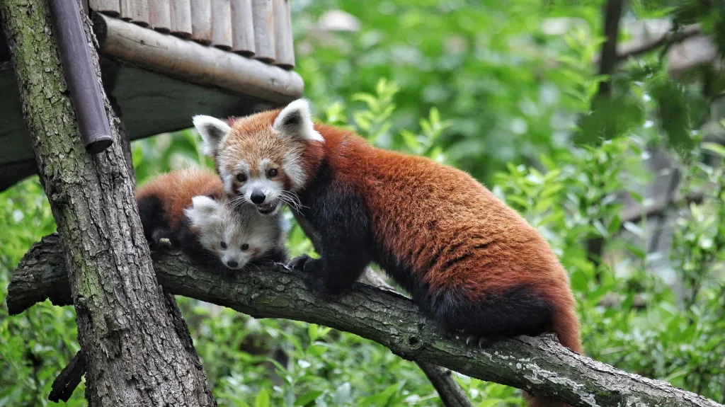 Mládě pandy červené v brněnské zoo