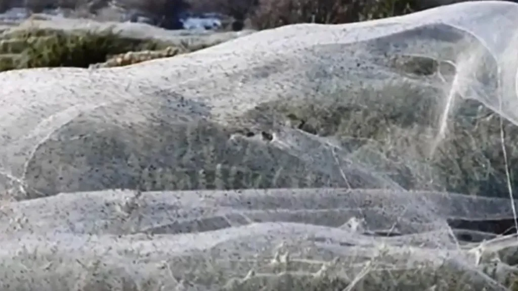 Pavoučí sítě v Tasmánii