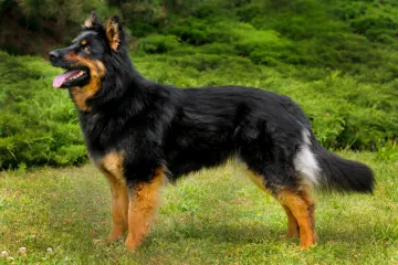 Česká plemena chodský pes a pražský krysařík se dočkala mezinárodního uznání