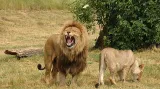 Lvi v přirozeném prostředí
