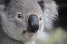 V Austrálii začali očkovat koaly proti chlamydiím. Nakazí se jimi při páření