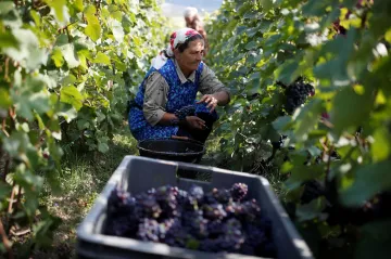 Francouzští producenti šampaňského se dohodli na nižší sklizni hroznů, aby zvýšili jeho cenu