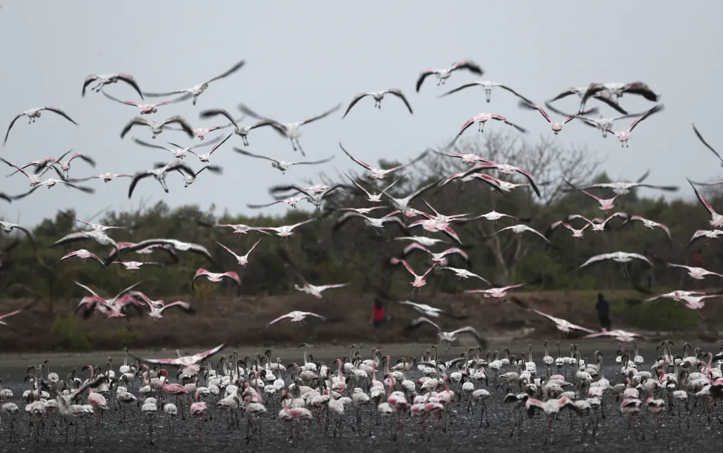 Město Bombaj překvapil přílet tisíců plameňáků
