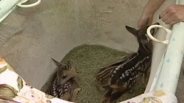 V Ptačím centru zachraňují mladá srnčata i sele divočáka