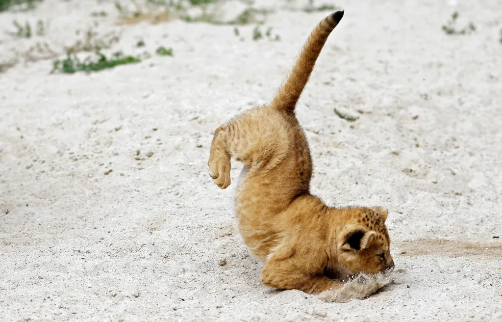 Mládě lva berberského skáče ve svém výběhu v Zoo Dvůr Králové