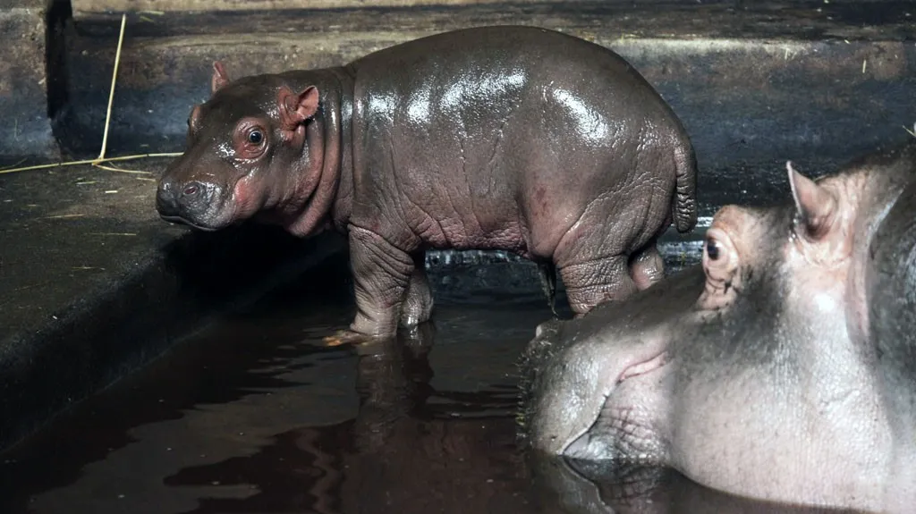 Hroší mládě z pražské zoo