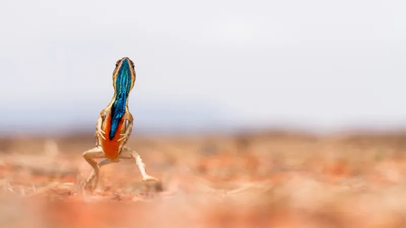 Nejlepší snímky fotografické soutěže ZSL Animal Photography Prize