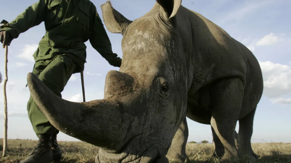 Záchrana nosorožců