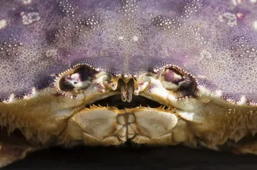 Tichý oceán už je tak kyselý, že rozpouští krabí krunýře