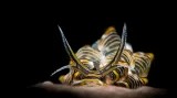 Kategorie Amatéři s digitální zrcadlovkou. Butterfly nudibranch (Cyerce nigra)