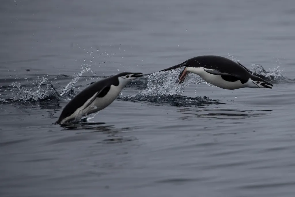 Dvojice tučňáků bradavičnatých poblíž ostrova Two Hummock Island. Stavy tohoto druhu od posledního průzkumu v roce 1971 klesly o 60 procent. Vědci zde napočítali 53 tisíc párů