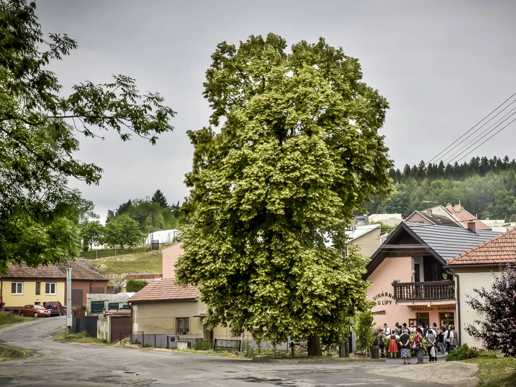 5. místo: Zádvorská lípa (100 let). Velkolistá lípa z Velkých Opatovic byla vysazena v roce 1918 jako jedna z 16 Lip svobody: symbolů nezávislosti, demokracie a konce války. Jako jediná přežila a dodnes stojí uprostřed křižovatky pěti cest. Prošla tudy německá i Rudá armáda na konci druhé světové války, a lípa se tak stala symbolem svobody a nezdolnosti českého národa.