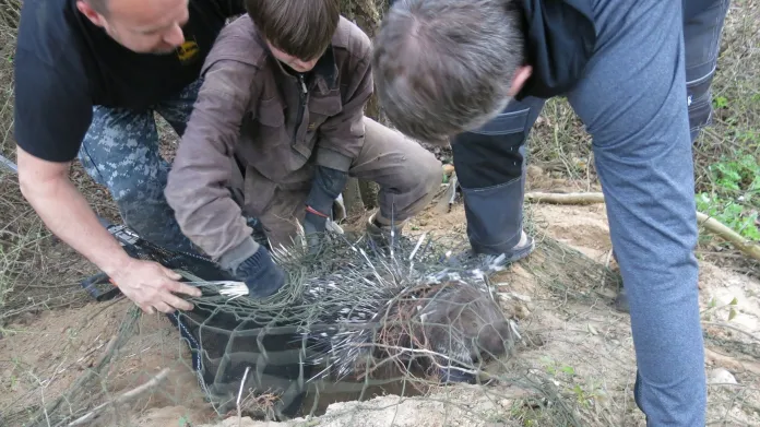 Z plzeňské zoo utekl dikobraz. Po deseti dnech ho našli a z nově vyhrabané nory vykopali zvířecí záchranáři