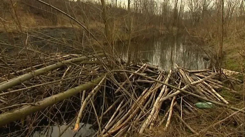 Jedna z bobřích hrází na Šumpersku
