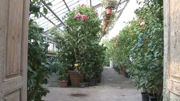 Zahradníci museli zateplit skleník, aby květiny nezmrzly