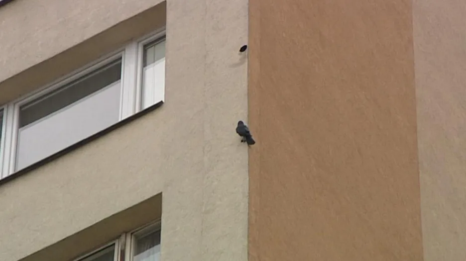 Ptáci poškozují fasády