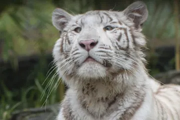Táborská zoo staví útočiště pro exotická zvířata odebraná soukromým chovatelům
