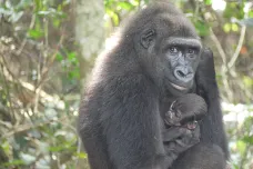 Ve volné přírodě se narodilo gorilí mládě rodičům původem ze zoo