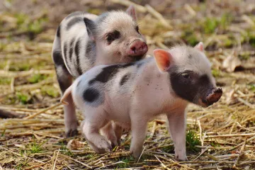 Na americké pulty míří vepřové vylepšené genetickými nůžkami