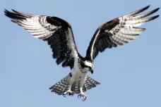 Vymírající orlovce říční bude při migraci doprovázet létající bioložka