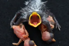 Hnízdní parazité jako kukačky umí kopírovat vejce různých ptačích druhů. Může se jim to ale vymstít, ukazuje studie