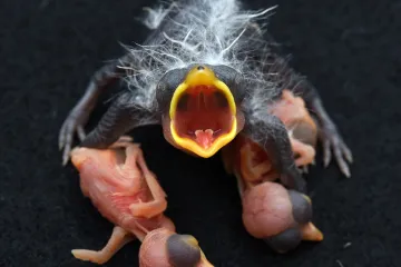 Hnízdní parazité jako kukačky umí kopírovat vejce různých ptačích druhů. Může se jim to ale vymstít, ukazuje studie