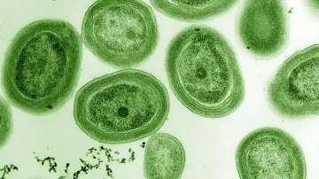 Sinice Prochlorococcus