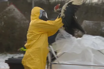 Ptačí chřipka má další dvě ohniska, padnou další stovky ptáků