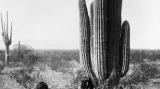 Kaktusy saguaro byly využívané původními obyvateli Ameriky velmi intenzivně - některé kmeny dokonce podle doby sklizně jejich plodů pojmenovaly své měsíce.