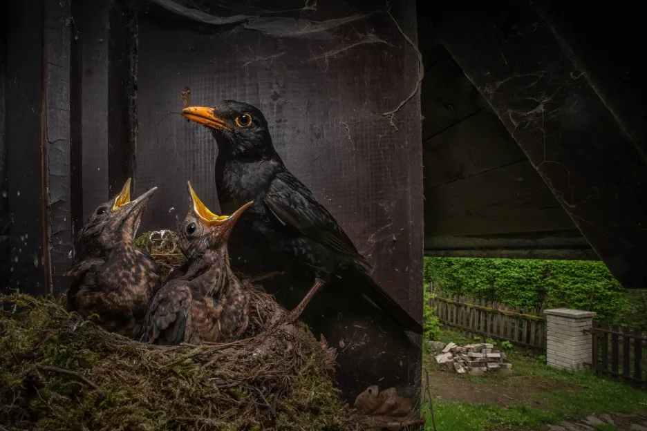 Vítězná fotografie v kategorii Cena za nejlepší fotografii české přírody: Igor Mikula s fotografií nazvanou Kos černý (Turdus merula)